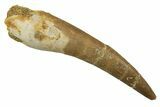 Fossil Plesiosaur (Zarafasaura) Tooth - Morocco #297987-1